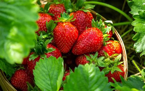 D Couvrez La Technique Parfaite Pour Multiplier Vos Plants De Fraises