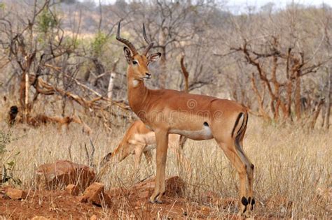 Var N Del Ant Lope Del Impala Kruger Np Sur Frica Imagen De Archivo