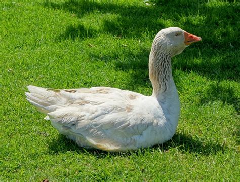 American Buff Goose