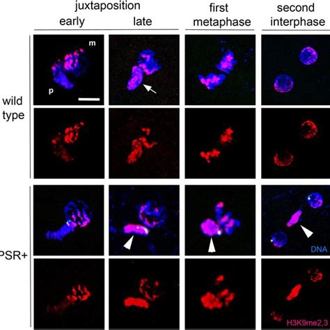 Iswi Is Required For Sperm Chromatin Formation Download Scientific