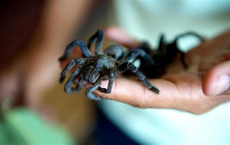 fried-tarantula-eating