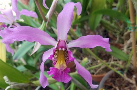 Laelia Superbiens Rosminah One Of The Beautiful Mexican Flickr