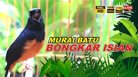 Pancingan Murai Batu PAGI HARI 99 9 AMPUH Buat Pancingan Murai Batu