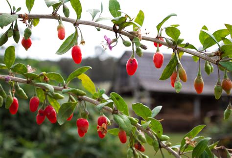 History of The Goji Berry: Ancient Plant, Super Berry