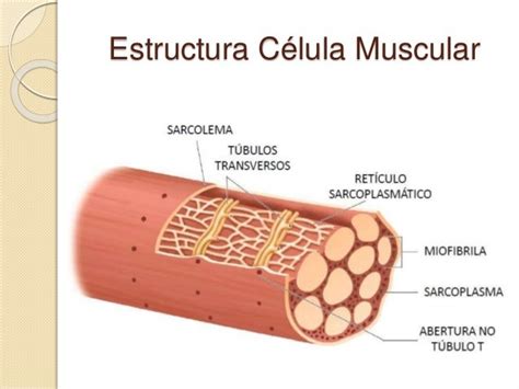 Celular Muscular - Sistema Muscular