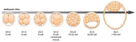 Genes Free Full Text Understanding The Molecular Circuitry Of Cell