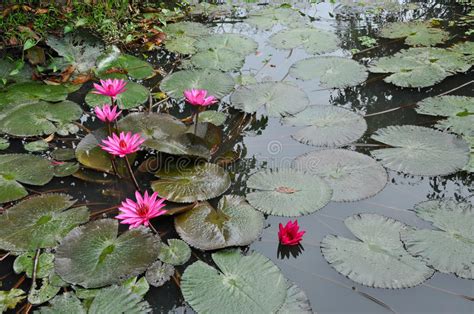 Lirios De Agua Rosados En Un Lago Foto De Archivo Imagen De Piscina