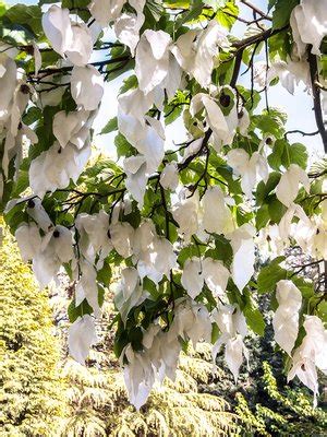 Bracteate flowers of Handkerchief Tree - Stock Image - C035/9316 ...