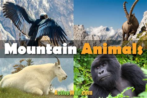 Mountain Animals List: Facts On Animals That Live On Mountains