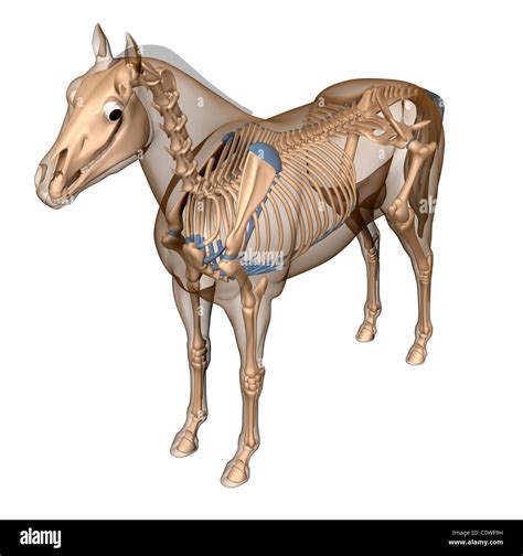 Horse Anatomy Skeleton