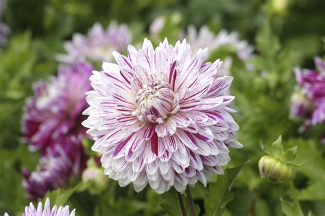 Dinnerplate Dahlias Like Avignon Have Extra Large Blooms And A