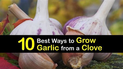 10 Best Ways to Grow Garlic from a Clove