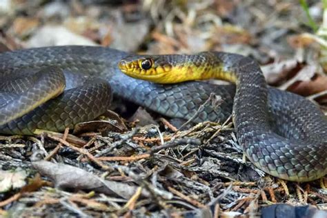 20 Species Of Black And Yellow Snakes With Pictures