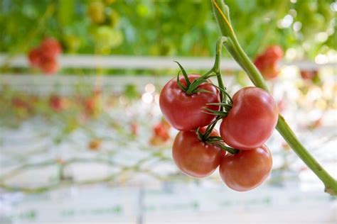 Hot Tomato Spotlight On Americas Favorite Fruit Produce Processing