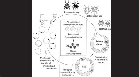 What Is Anaplasmosis North Texas Farm And Ranch