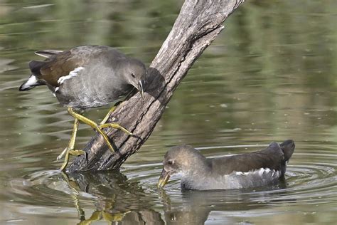 Gallinule Poule D Eau Gallinula Chloropus B Flickr