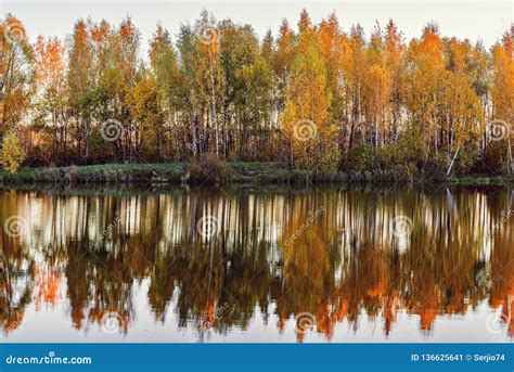 Autumn Birch Trees By The Lake Stock Image Image Of Tree Sunset