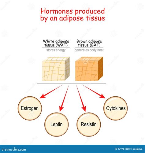 Types Of Adipose Tissue