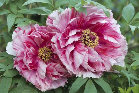 14 Peony Colors That Will Brighten Your Garden