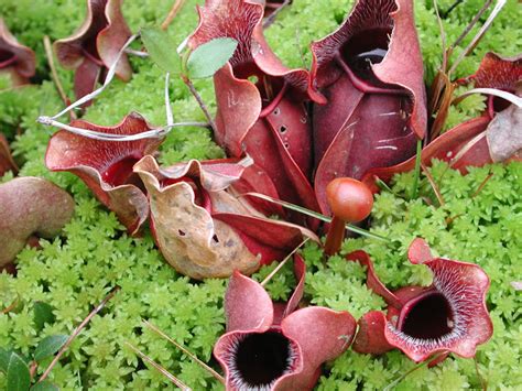 Pitcher Plant Flower