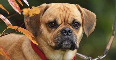 Puggle Dog Breed Complete Guide | AZ Animals