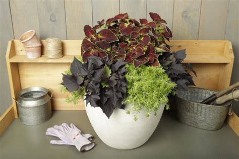 Colorblaze® Dipt In Wine Coleus Scutellarioides Proven Winners