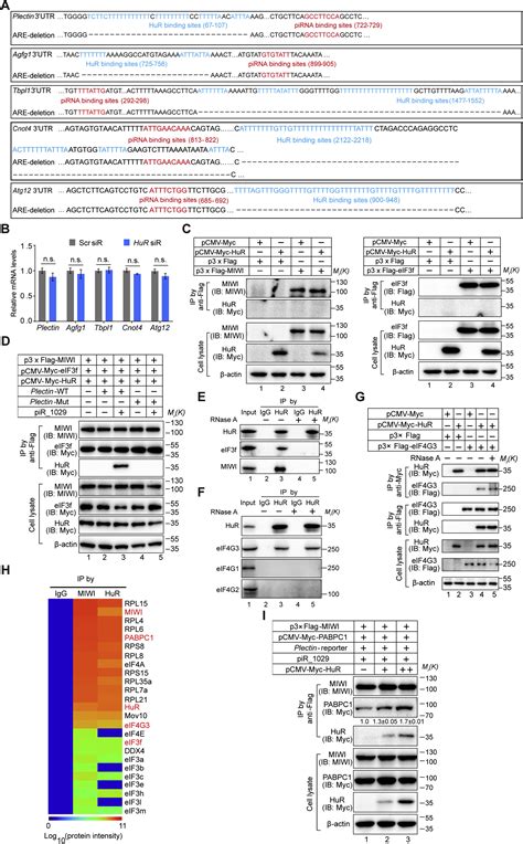 A Translation Activating Function Of Miwi Pirna During Mouse