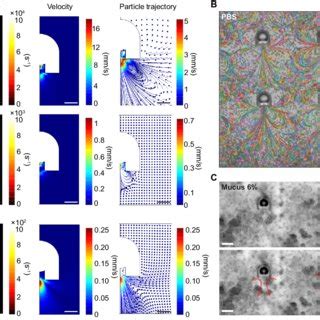 Acoustic Microstreaming Results Of The Microrobot In Newtonian And