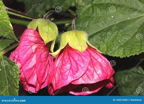 Abutilon X Hybridum Flowering Maple Chinese Lantern Stock Photo