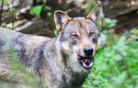 Der Wolf Hat Wieder Zugeschlagen Zwei Tote Schafe In Wesenberg