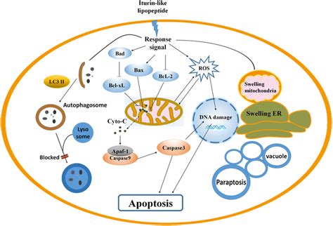 Potential Of Bacillus Subtilis Lipopeptides In Anti Cancer I Induction