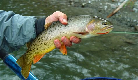 Snake River fine spotted cutthroat trout - Alchetron, the free social encyclopedia