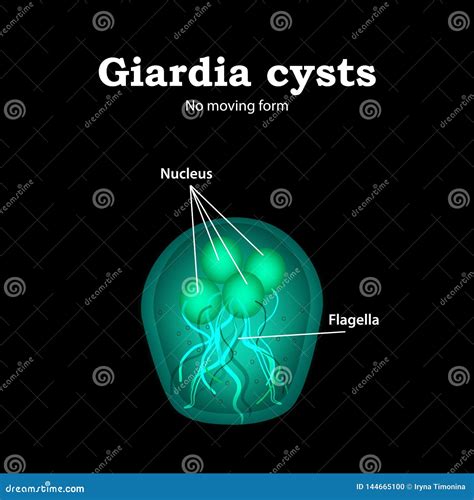 Giardia Structure