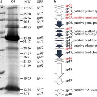 Analysis Of The Structural Proteins Of Phage O4 A The SDS PAGE