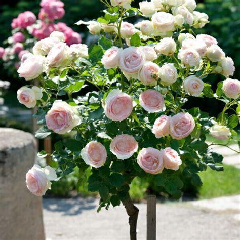Щамбова Роза Eden Rose '85® - Meilland®
