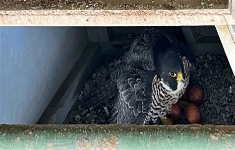 Peregrine Falcons Return To Nest Atop International Bridge But Theyve