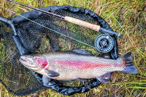 How To Catch Rainbow Trout In River Lake Pond And Reservoir