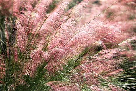 The Best Ornamental Grasses For Fall Color