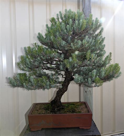 7 ITALIAN STONE PINE – Valavanis Bonsai Blog