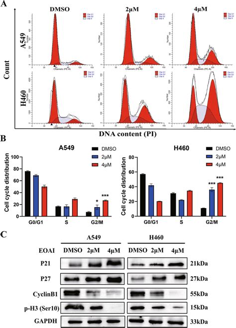 Eoai Triggered G2m Cell Cycle Arrest In Nsclc Cells A549 And H460