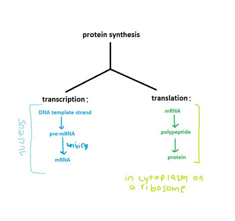 genetic code + RNA Diagram | Quizlet