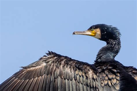 Cormorant Bird Beak Free Photo On Pixabay Pixabay