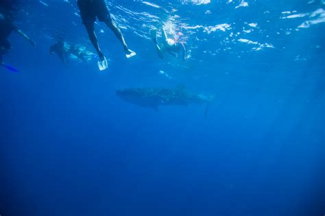 How to See Whale Sharks in Cancun: Best Tours & Tips