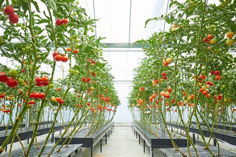 First Large Scale Tomato Production In Lowlands Cultiveat