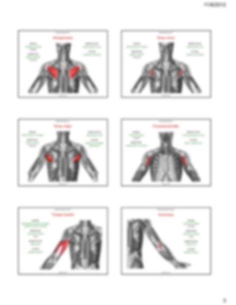 SOLUTION: Muscles of upper limb - Studypool