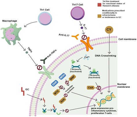 Frontiers New Insights At The Interface Between Leprosy And Immune