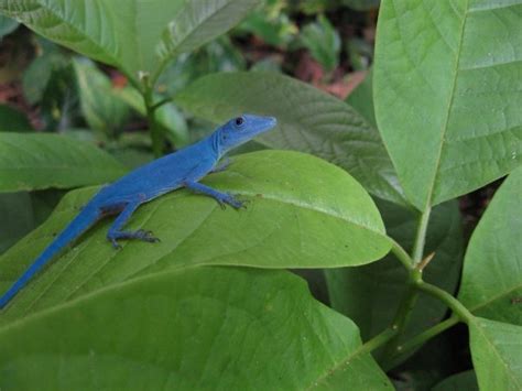 Los Lagartos Azules De La Isla Gorgona En Guapi Colombia Traveliing