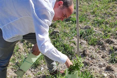 Tartuficoltura E Tartuficultura Investire In Agricoltura Per