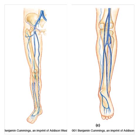 A P II Lab Midterm Lower Body Vein Diagram Diagram Quizlet