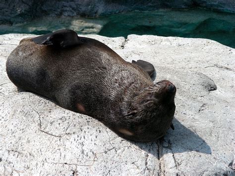 よこはま動物園 ズーラシア ミナミアフリカオットセイ（食肉目 アシカ科 Keyword オットセイ） 写真nozoorasia4691